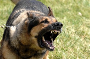 Military_dog_barking