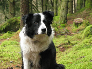 Gwen_the_Border_Collie