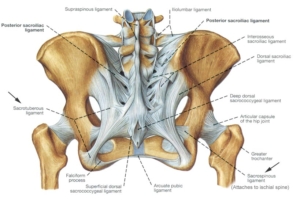 si-ligaments2