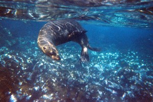Snorkeling with sea lions in the Galapagos