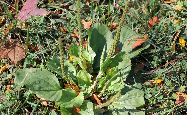 plantainedibleweed.jpg.650x0_q85_crop-smart
