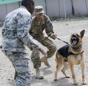 Taking a bite out of terror: TF Duke canines bring skills to the fight