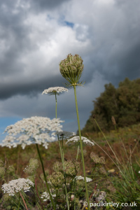 Wild-carrot-daucus-carota-Grimes-Graves