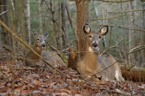 deerbed