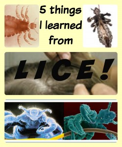 5-things-I-learned-from-lice-249x300