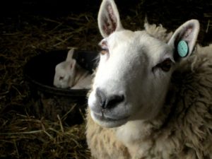 Border-Cheviot-Ewe-With-Her-Resting-Lamb-1024x768