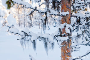 Tree-Lichens-Useful-For-Firelighting