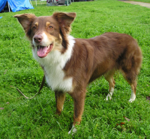 Australian_Shepherd