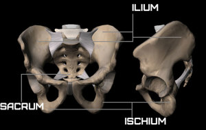 pelvic-girdle