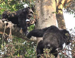 512px-Adult_male_chimps_in_mahale