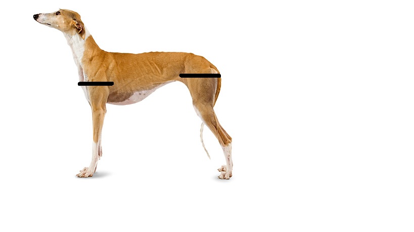 Tourniquet placement in dogs