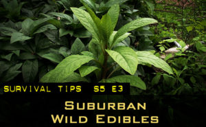 S5-E3-wild-edibles-around-your-house