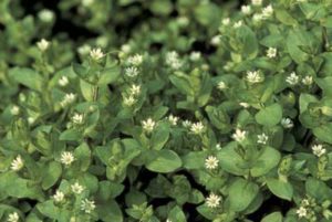 chickweed edible and medical uses