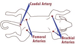 Dog Arteries