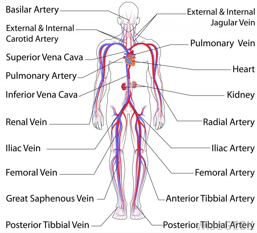 Human Arteries