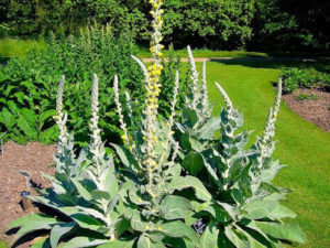 Verbascum_densiflorum_'dense-flowered_mullein'_2007-06-02_(plant)_600