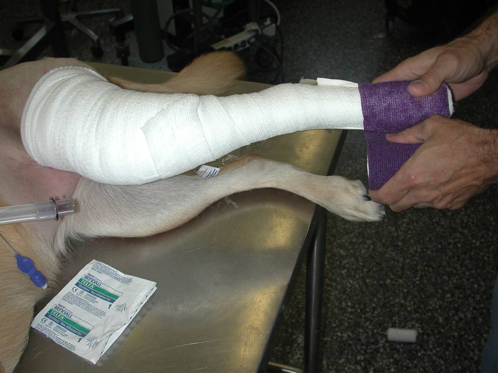 Bandaging And Splinting Injured Dogs Active Response Training