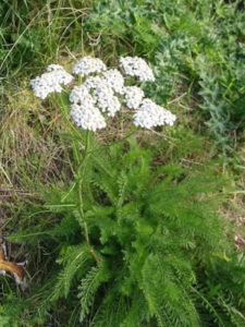 Achillea_millefolium__Common_Yarrow