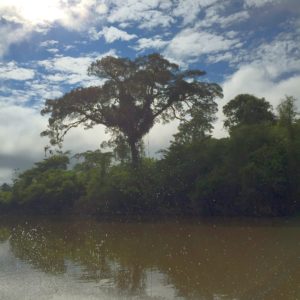 A look at the Amazon jungle from the motorized canoe