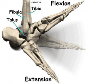 ankle_osteoarthritis_anatomy02-300x287