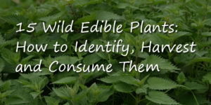 Wild-Edible-Plants-Logo-2