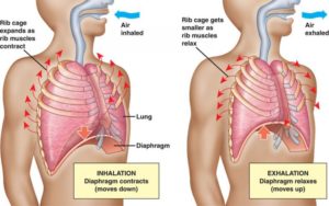 breathing-diagram-768x481