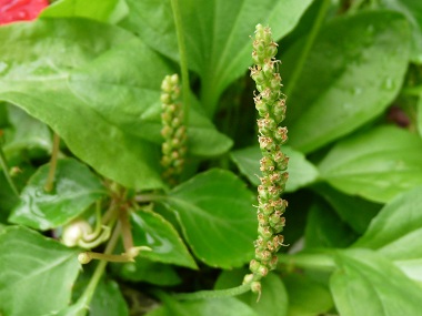 broadleaf-plantain-image