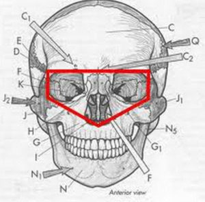 ocular-cavity