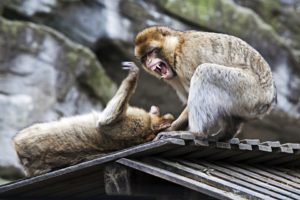 Magot oder Berberaffen (Macaca sylvanus) im Tiegarten Schˆnbrunn